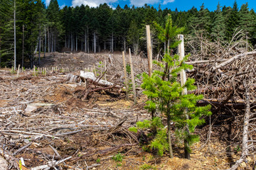 Reforestation and spruce sapling, Mont Pilat, France