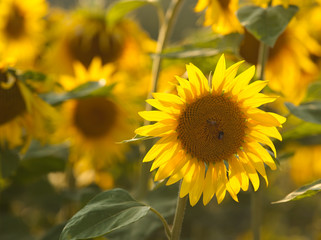Fototapeta premium Sonnenblumenfeld