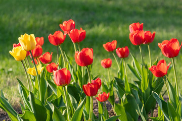 Fototapeta na wymiar Red and yellow tulips on a green background