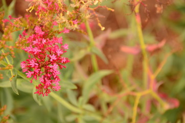 red flowers in the garden