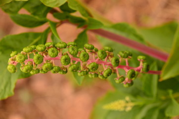 green plant in the garden