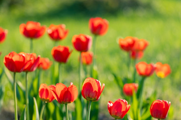 Obraz premium Red and yellow tulips on a green background