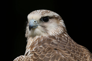 Close up head and shoulders portrait of a Saker Falcon (falco cherrug) bird of prey isolated against a black background