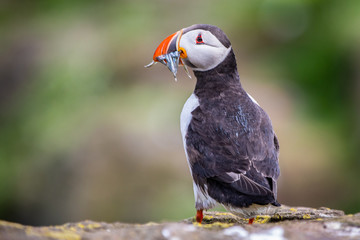 Portrait of  a Puffin with fish at the Isle of May