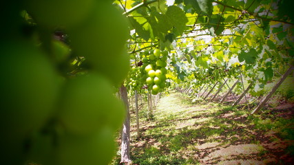 日本のブドウ畑