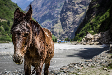 Fototapeta premium Donkey Mountain