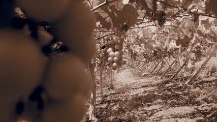 日本のブドウ畑