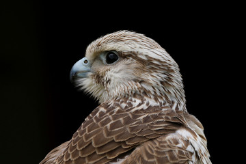 Close up head and shoulders portrait of a Saker Falcon (falco cherrug) bird of prey isolated against a black background