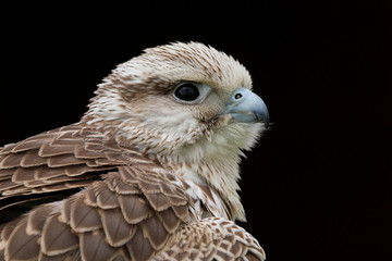 Close up head and shoulders portrait of a Saker Falcon (falco cherrug) bird of prey isolated against a black background