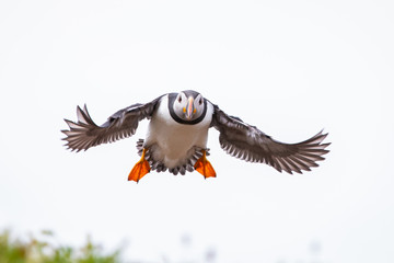 Flying Puffin at the Isle of May