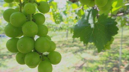 日本のブドウ畑