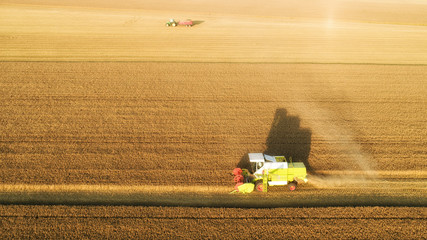  Green combine harvester working on a wheat field at sunset.  Agricultural machine collecting wheat. Beautiful sunlight. 