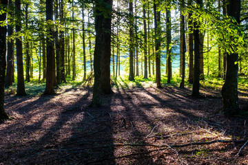 Sun rays trough trees in Mont Pilat, France