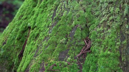 Oyama shrine in Toyama, Japan.