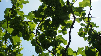 日本のブドウ畑