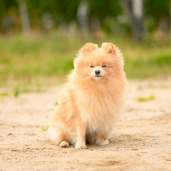 The adult female Pomeranian dog is sitting on the sand in a park.