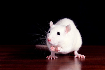 white rat on a dark wooden table on a black background, place for your text, the symbol of the Chinese New Year
