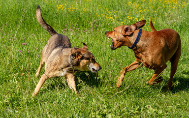 Two dogs playing