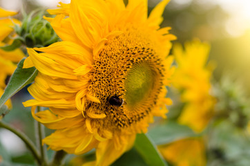 Field of sunflowers at sunset. Sunflowers on the field