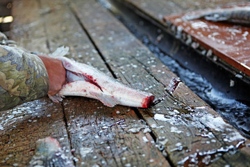 fish clean wooden table background