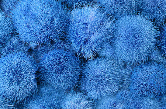 Background of blue fluffy flowers. Natural floral natural background. - Powered by Adobe