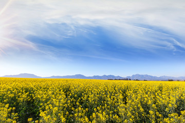 yellow canola farmland field with distant mountains cloud and sunshine