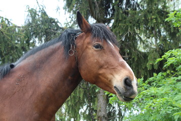 Fototapeta premium portrait of a horse