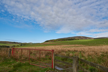 Fototapeta na wymiar A red painted Metal 7 bar gate at the entrance to a Field in the Hills of the Angus Glens on one early May Morning. Glen Prosen, Scotland.