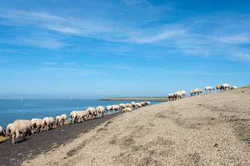 sheep on dike near waddenzee in dutch province of Friesland near harlingen