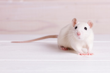 white rat on a white background, place for your text, the symbol of the Chinese New Year