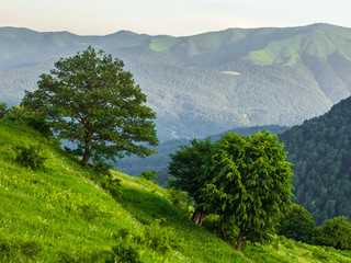 Beautiful summer mountain landscape with green trees on a hillside.