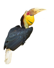 Wreathed hornbill, Bar-pouched wreathed hornbill isolated on white background. This has clipping path. 