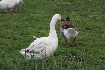 geese on green grass