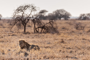 Impression of a Male Lion -Panthera Leo- resting on the plains of Etosha national park, Namibia. It is catching the early morning sun.