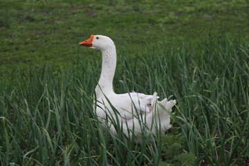 white goose on a green grass