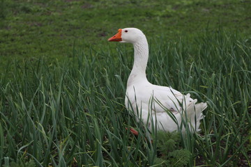goose on grass