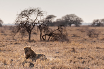 Impression of a Male Lion -Panthera Leo- resting on the plains of Etosha national park, Namibia. It is catching the early morning sun.