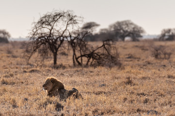 Impression of a Male Lion -Panthera Leo- resting on the plains of Etosha national park, Namibia. It is catching the early morning sun.