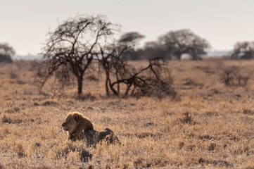 Impression of a Male Lion -Panthera Leo- resting on the plains of Etosha national park, Namibia. It...