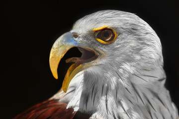 The large black bald eagle.