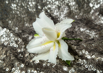 white magnificent lily on a background of shiny fabric