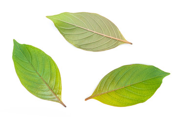 A group of beautiful herbs wide leaves close-up