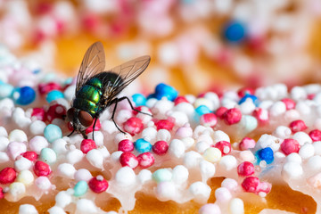 A Gold Fly on Food