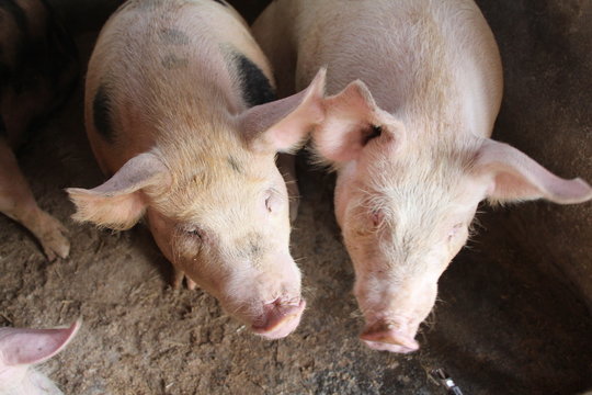 two pigs in a farm