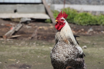 rooster on farm