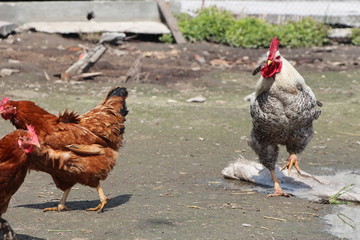 rooster and hen