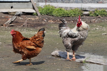 cock and hen