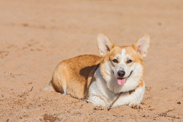 Naklejka na ściany i meble Welsh Corgi Pembroke. Beautiful dog on the beach. Sweet Corgi is smiling. Portrait of a dog in nature