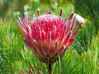Close up detail of an exotic protea in flower growing in a tropical greenhouse in the UK
