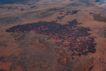 aerial view of desert with australia shape in bushes